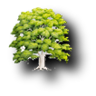 Stamboom-Familytree